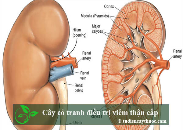 cây cỏ tranh điều trị viêm thận cấp