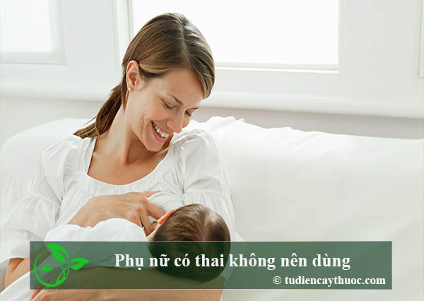 phụ nữ có thai và cho con bú không nên dùng cây cỏ tranh