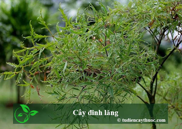 Cây đinh lăng chữa bệnh gì ? Thân cây đinh lăng có ngâm rượu không ?